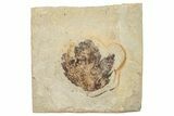 Fossil Leaf (Acer) - France #254221-1